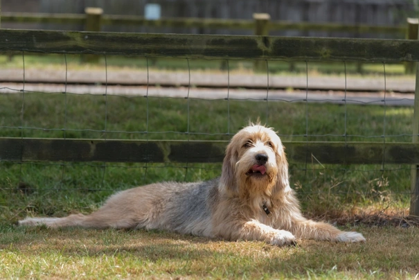 Miniature otterhound best sale