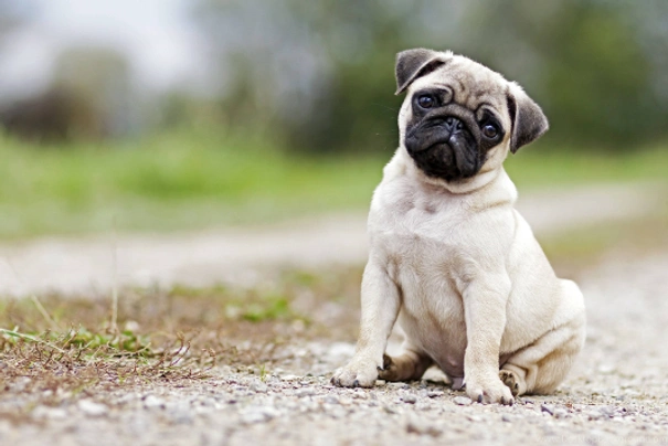 es un pug un tipo de terrier