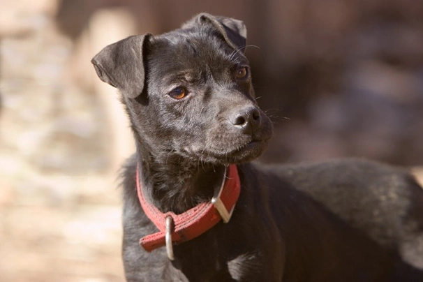 Nuttall best sale patterdale terriers