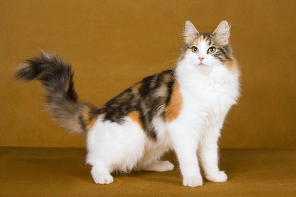 Norwegian Forest Cat Cats Breed - Information, Temperament, Size & Price | Pets4Homes