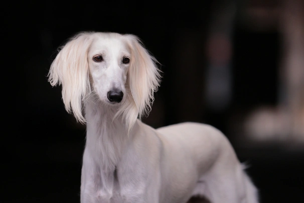 Saluki store puppy cost