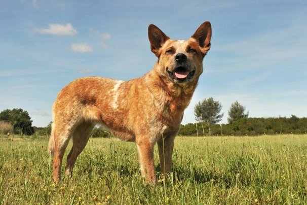 Mini australian cattle store dogs