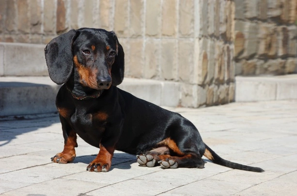 Adult miniature fashion dachshund