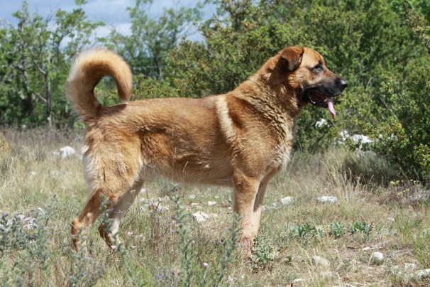 son los kangals y los pastores de anatolia lo mismo