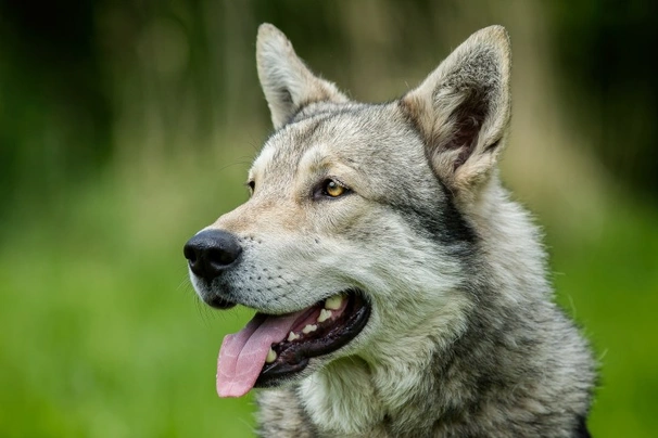 Saarloos wolfdog hot sale breeders