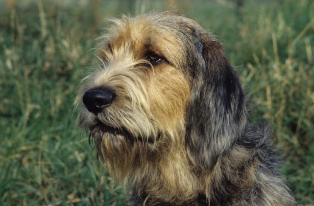 Otterhound terrier mix fashion