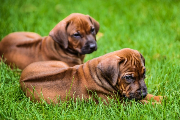 Ridgeback clearance dog price