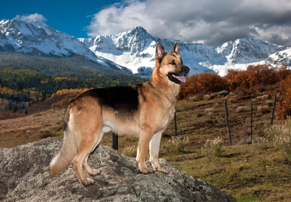 Pets4homes clearance german shepherd