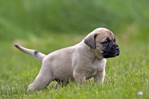 Kc registered english mastiff puppies sale