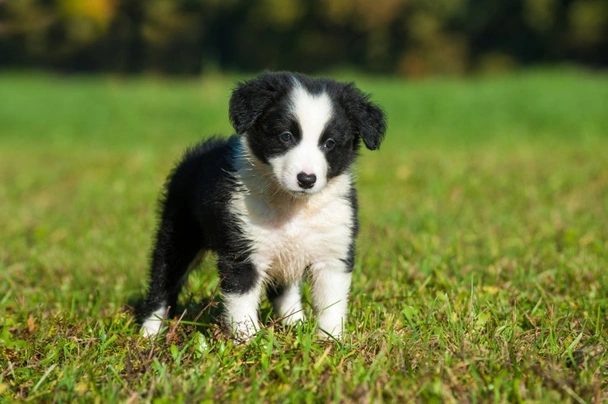 Long hair clearance border collie puppy