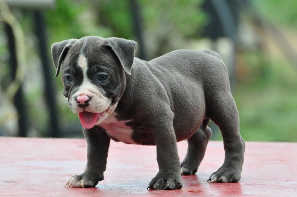 American bully grey blue 2024 eyes