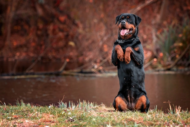 como le hablas a un rottweiler