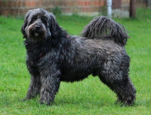 Tibetan terrier 2024 cross poodle