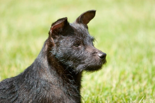 Patterdale fashion terrier poodle cross