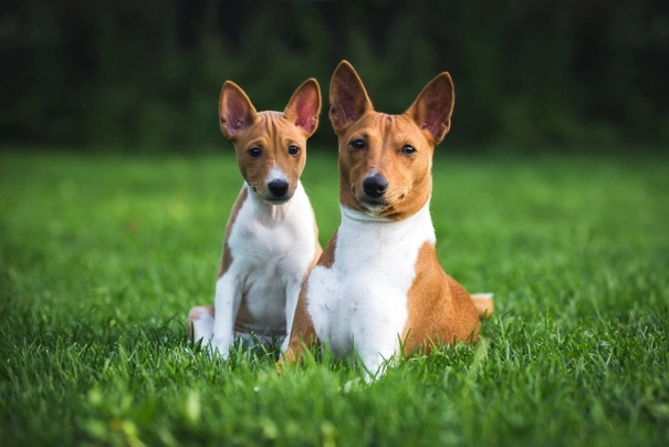 Basenji hypoallergenic sale for sale