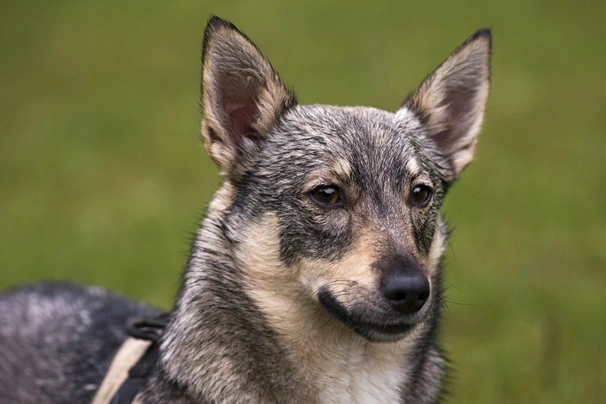 Swedish store vallhund price