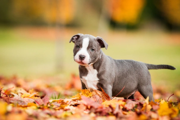 Staff bull terrier store puppies