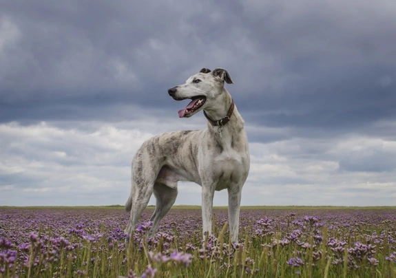 Bully lurcher 2024