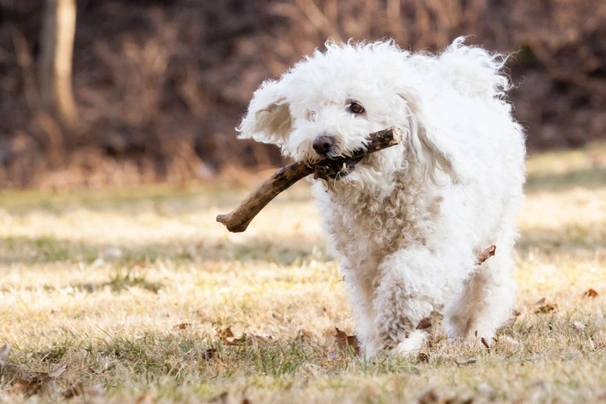 Hungarian Puli Dogs Breed - Information, Temperament, Size & Price | Pets4Homes