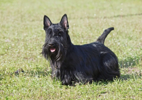 Scottish Terrier Dogs Raza - Características, Fotos & Precio | MundoAnimalia