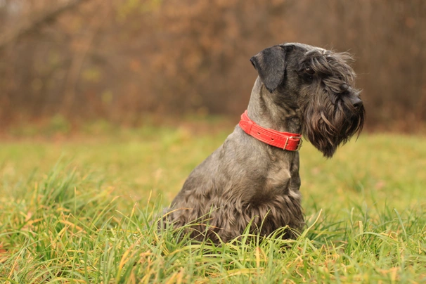 Cesky Terrier Dogs Breed - Information, Temperament, Size & Price | Pets4Homes