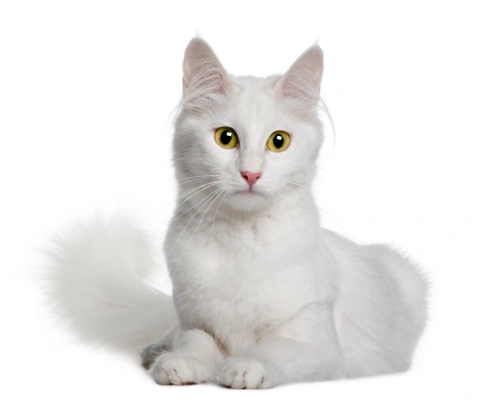 Arctic Curl Cats Breed - Information, Temperament, Size & Price | Pets4Homes