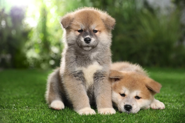 Akita Dogs Ras: Karakter, Levensduur & Prijs | Puppyplaats