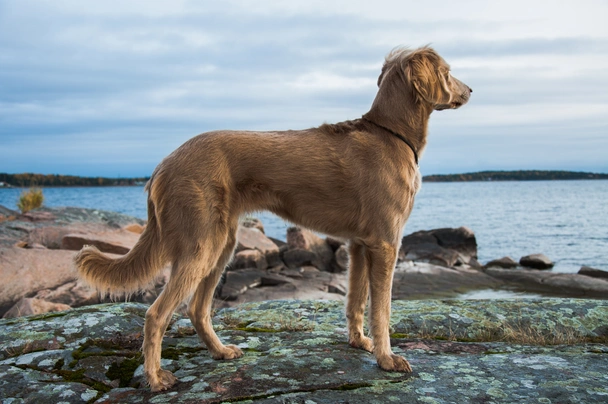 Weimaraner Dogs Breed - Information, Temperament, Size & Price | Pets4Homes