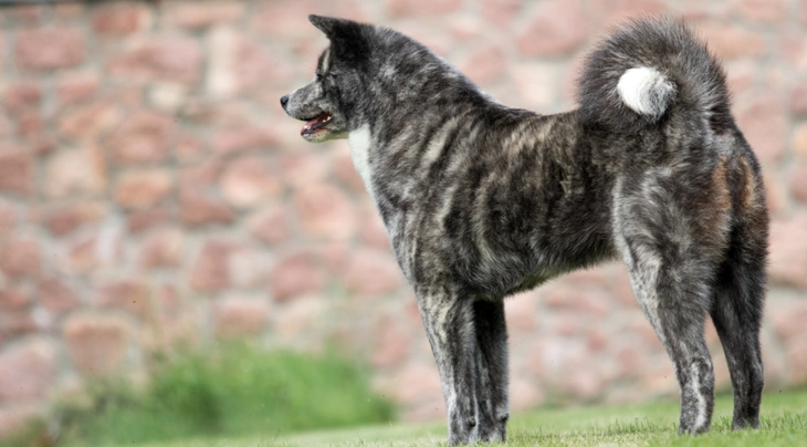 Akita Dogs Ras: Karakter, Levensduur & Prijs | Puppyplaats