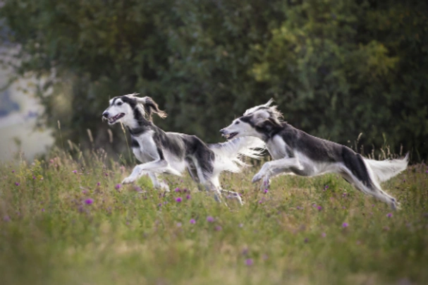 Saluki Dogs Breed - Information, Temperament, Size & Price | Pets4Homes