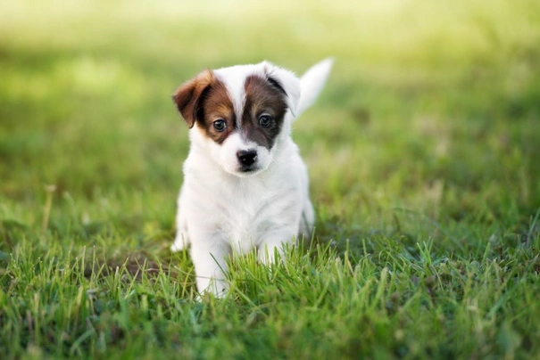 Jack Russel Terriër Dogs Ras: Karakter, Levensduur & Prijs | Puppyplaats