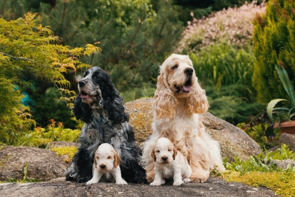 Engelse Cocker Spaniel Dogs Ras: Karakter, Levensduur & Prijs | Puppyplaats