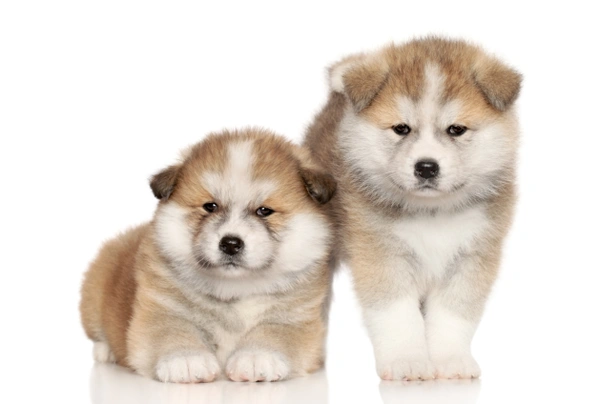 Akita Dogs Breed - Information, Temperament, Size & Price | Pets4Homes