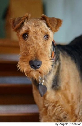 Airedale Terrier Dogs Breed - Information, Temperament, Size & Price | Pets4Homes