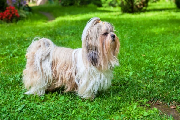 Shih Tzu Dogs Ras: Karakter, Levensduur & Prijs | Puppyplaats