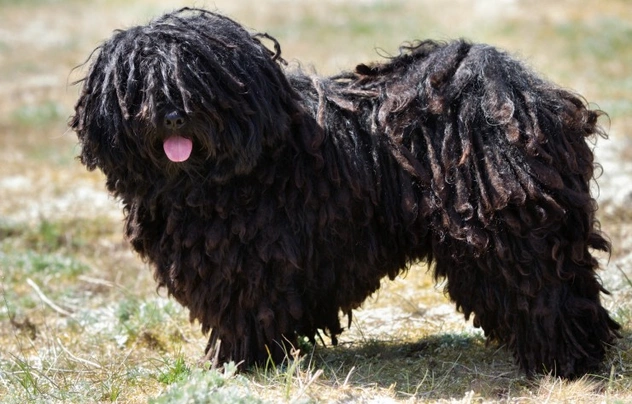 Hungarian Puli Dogs Breed - Information, Temperament, Size & Price | Pets4Homes