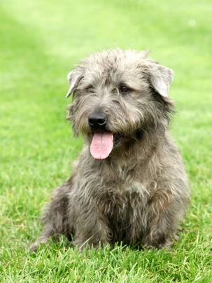 Glen of Imaal Terrier Dogs Breed - Information, Temperament, Size & Price | Pets4Homes