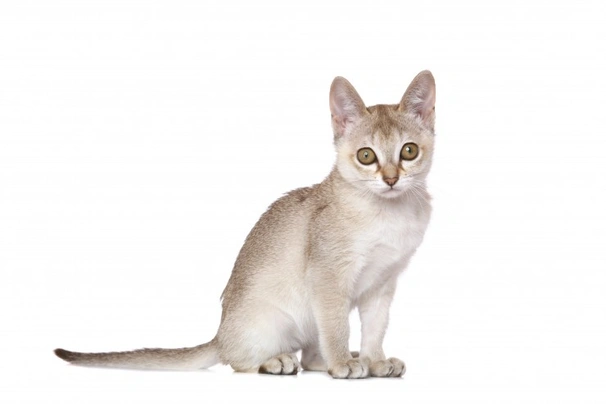 Singapura Cats Breed - Information, Temperament, Size & Price | Pets4Homes