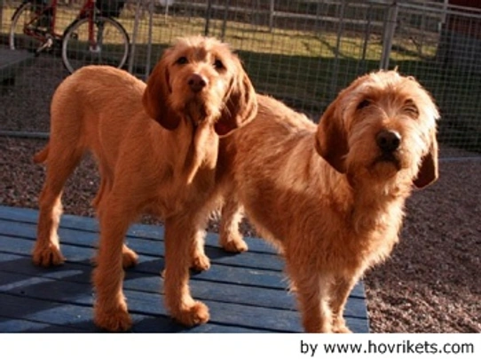 Griffon Fauve de Bretagne Dogs Raza - Características, Fotos & Precio | MundoAnimalia