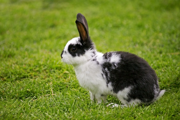 Giant Papillon Rabbits Breed - Information, Temperament, Size & Price | Pets4Homes