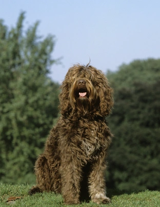 Barbet Dogs Ras: Karakter, Levensduur & Prijs | Puppyplaats