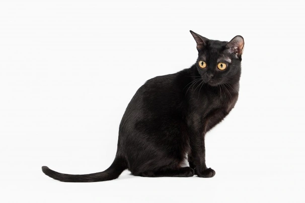 Bombay Cats Breed - Information, Temperament, Size & Price | Pets4Homes