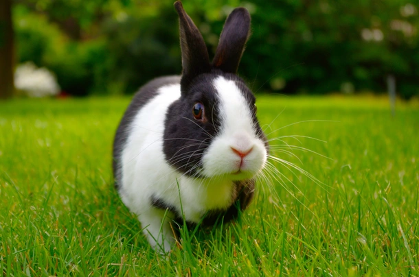 Dutch Rabbits Breed - Information, Temperament, Size & Price | Pets4Homes