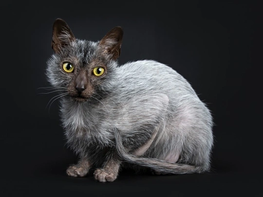 Lykoi Cats Breed - Information, Temperament, Size & Price | Pets4Homes