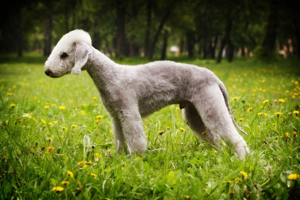 Bedlington Terrier Dogs Raza - Características, Fotos & Precio | MundoAnimalia