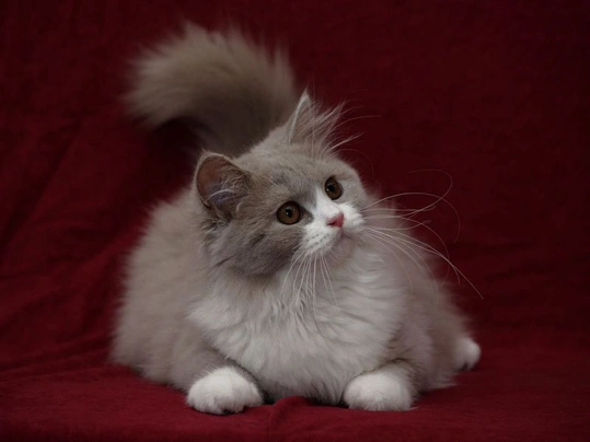 Turkish Angora Cats Breed - Information, Temperament, Size & Price | Pets4Homes