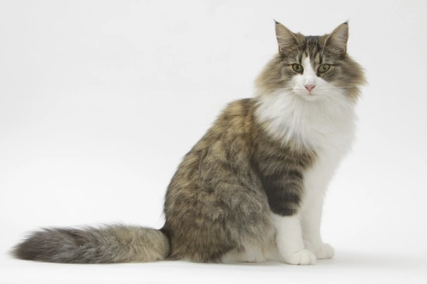 Norwegian Forest Cat Cats Breed - Information, Temperament, Size & Price | Pets4Homes