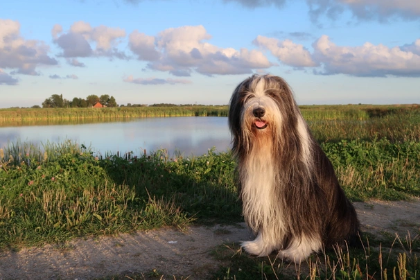 Bearded Collie Dogs Raza - Características, Fotos & Precio | MundoAnimalia