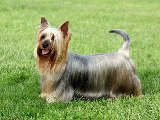 Australian Silky Terrier Dogs Breed - Information, Temperament, Size & Price | Pets4Homes