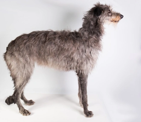 Deerhound Dogs Breed - Information, Temperament, Size & Price | Pets4Homes